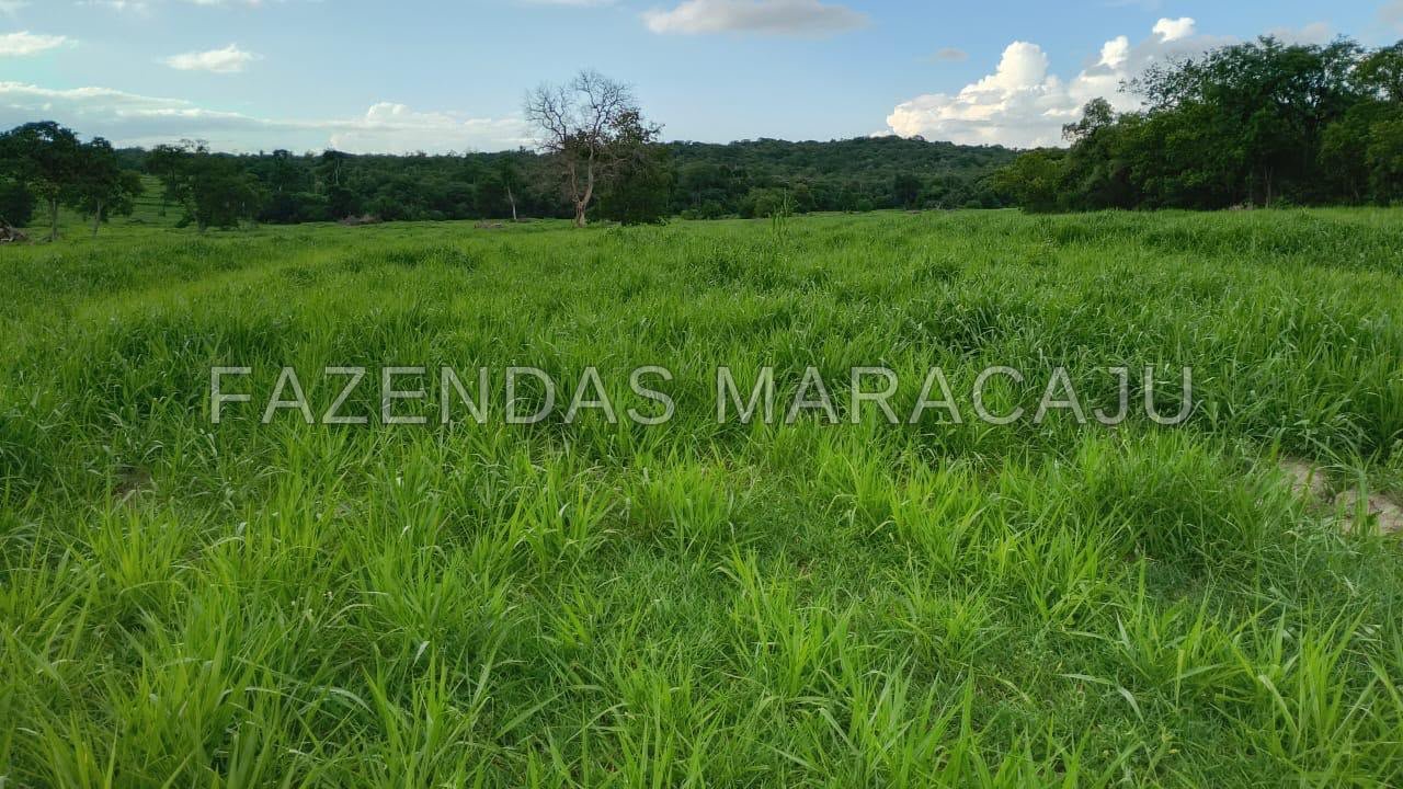 FM 717 — foto 4